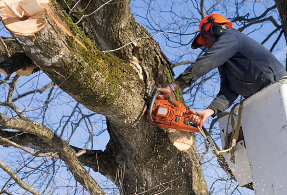 tree pruning in Yetter