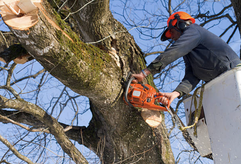 tree pruning in Alta Vista